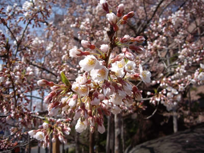 cherry.jpg 桜が見頃